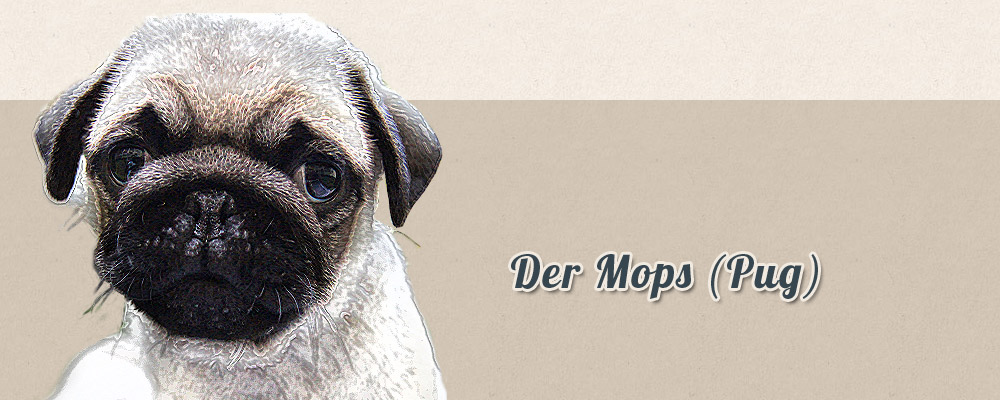 Otiz Mops (Pug) - Charakter und Aussehen